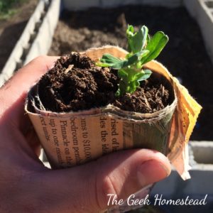 Read more about the article Newspaper Seed Starter Pots