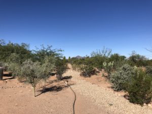 Read more about the article Morning in the backyard