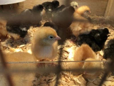 Read more about the article This Week on the Homestead. 01/19/20 – 01/25/20