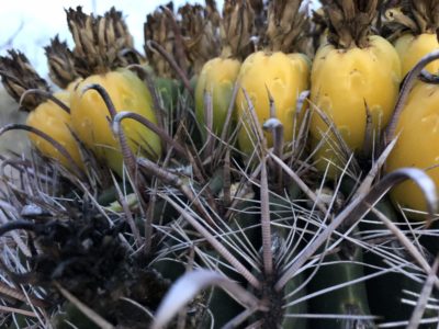Read more about the article Dehydrating Barrel Cactus Fruit