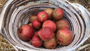 Read more about the article Pomegranate Harvest