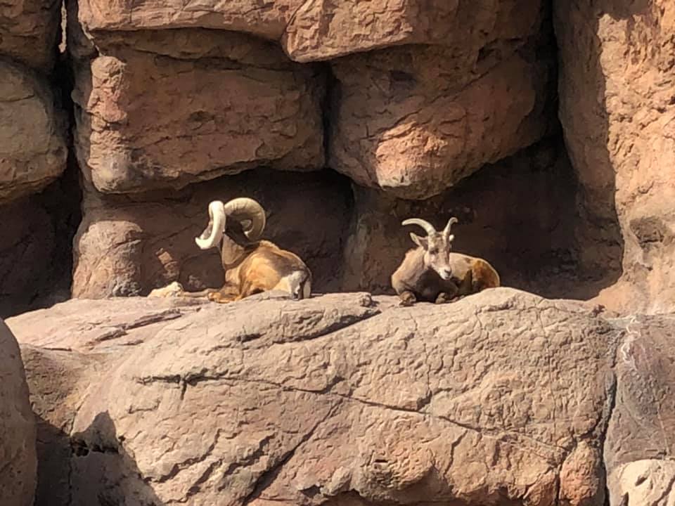 Read more about the article A Visit to The Arizona-Sonora Desert Museum