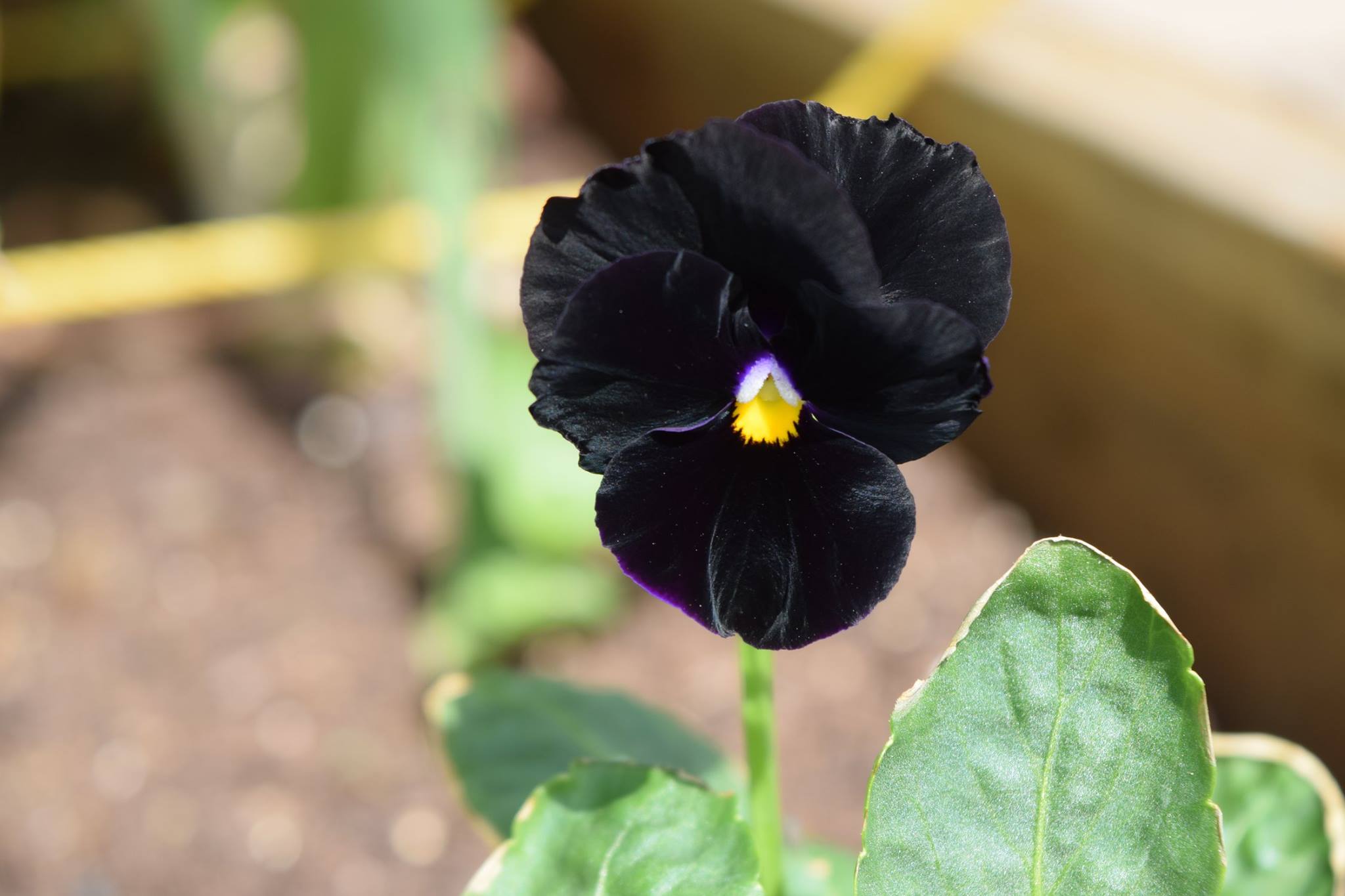 Read more about the article Black King Pansy