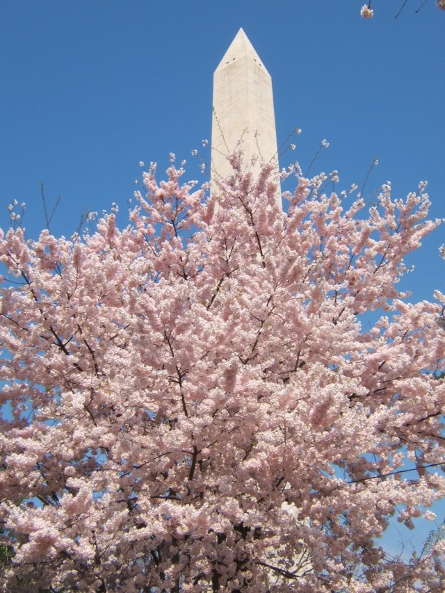 Cherry tree with washington monument