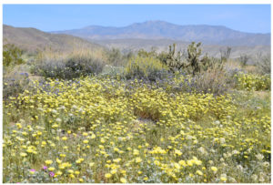 Read more about the article Borrego Springs, California: Wildflowers 2017