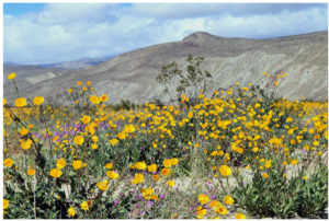 Read more about the article Wildflowers in the Desert: Borrego Springs, California – March 8, 2019