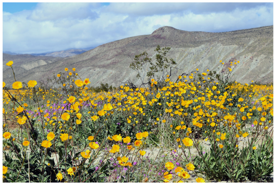 Read more about the article Wildflowers in the Desert: Borrego Springs, California – March 8, 2019