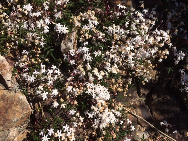 Read more about the article Wednesday in the Garden: 04/05/2017