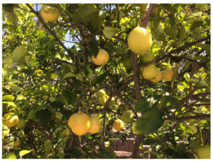 Read more about the article Wednesday in the Garden: 04/12/2017