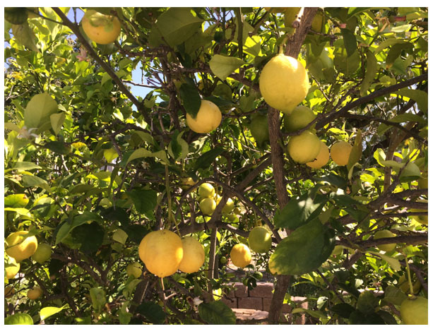 Read more about the article Wednesday in the Garden: 04/12/2017