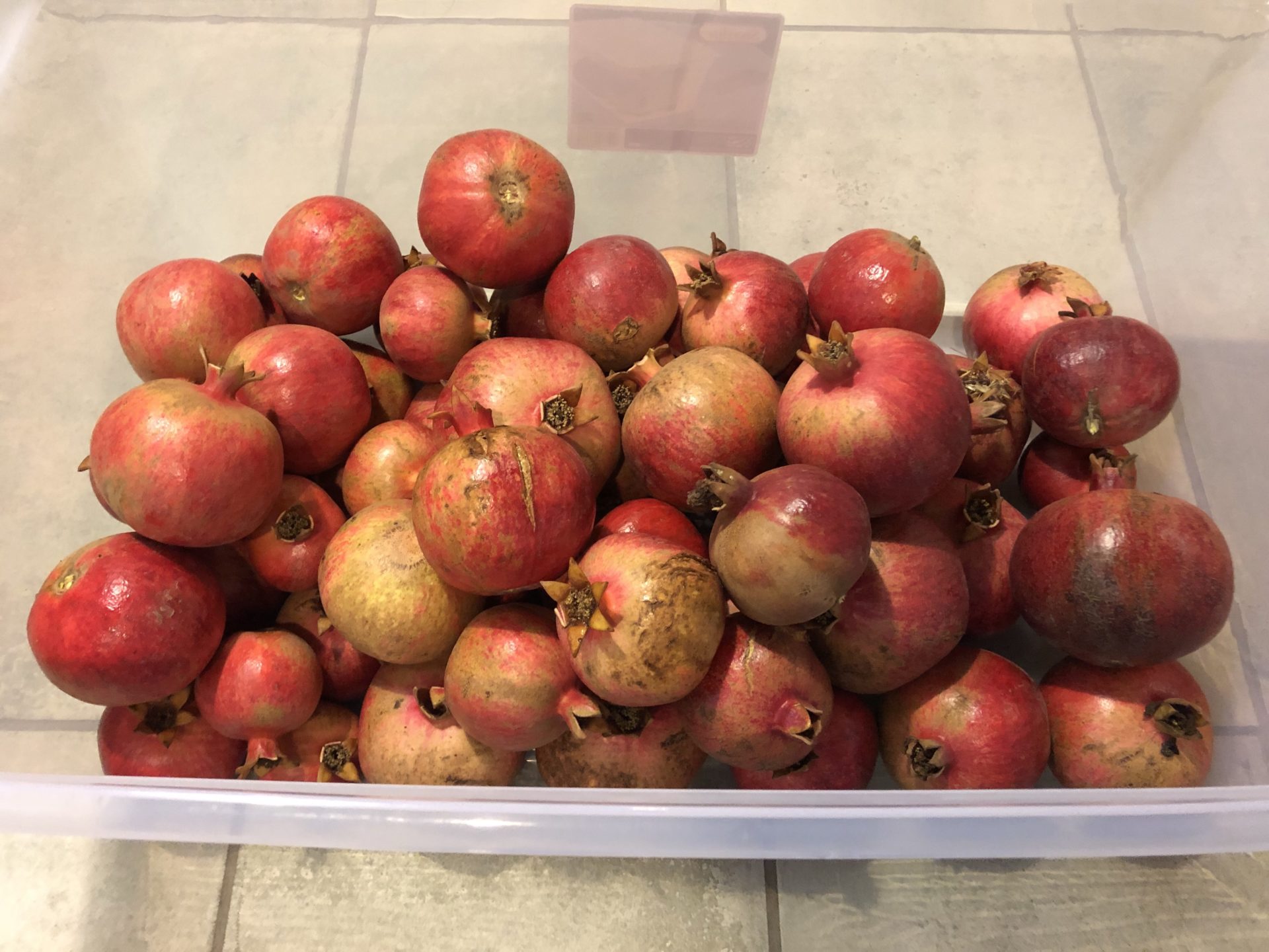 Read more about the article Pomegranate Sorbet