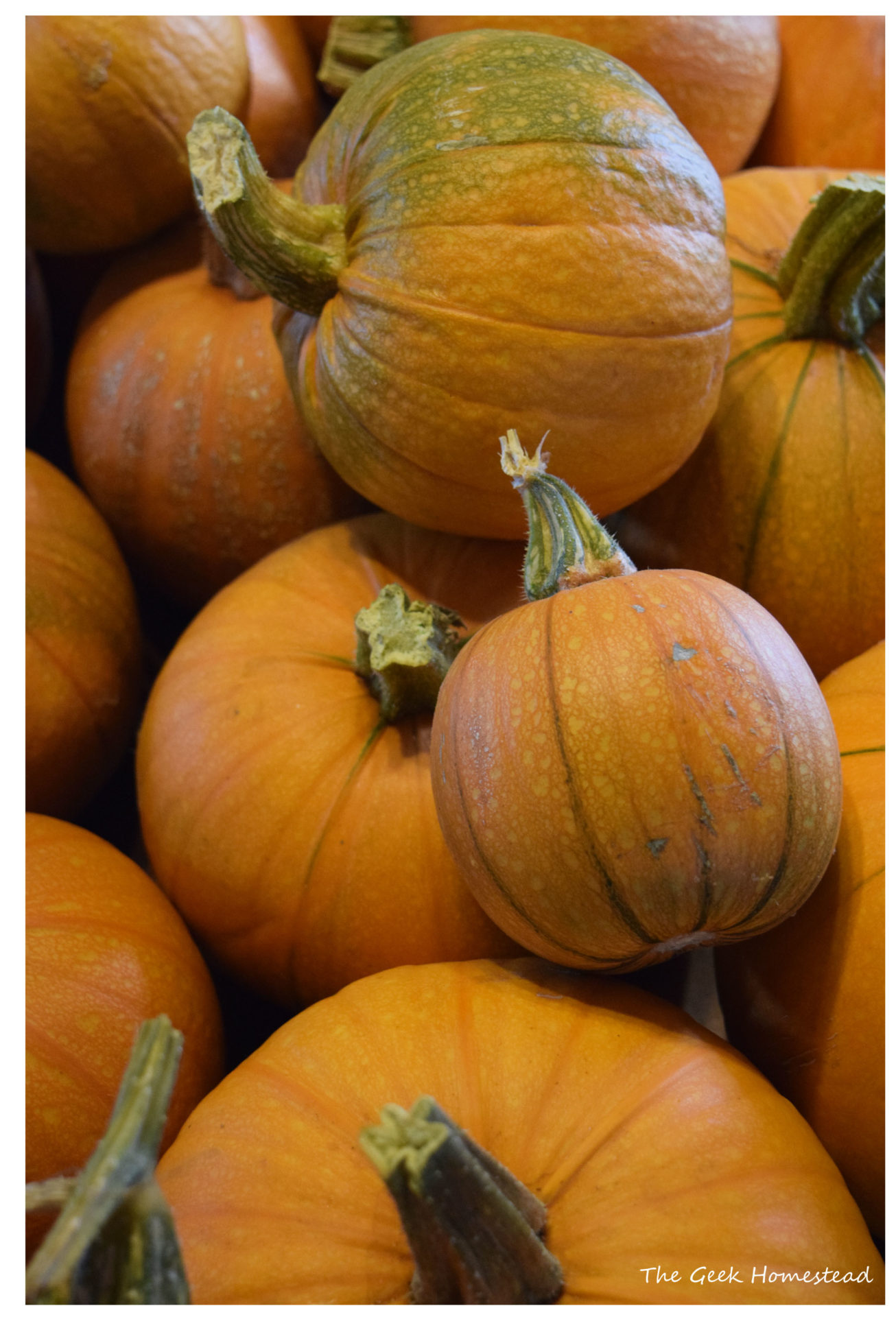 Read more about the article Pumpkins in July!