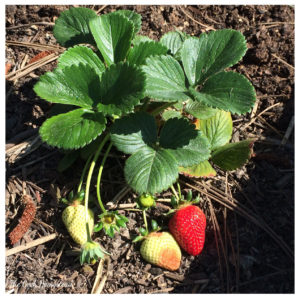 Read more about the article Wednesday in the Garden: 04/19/2017