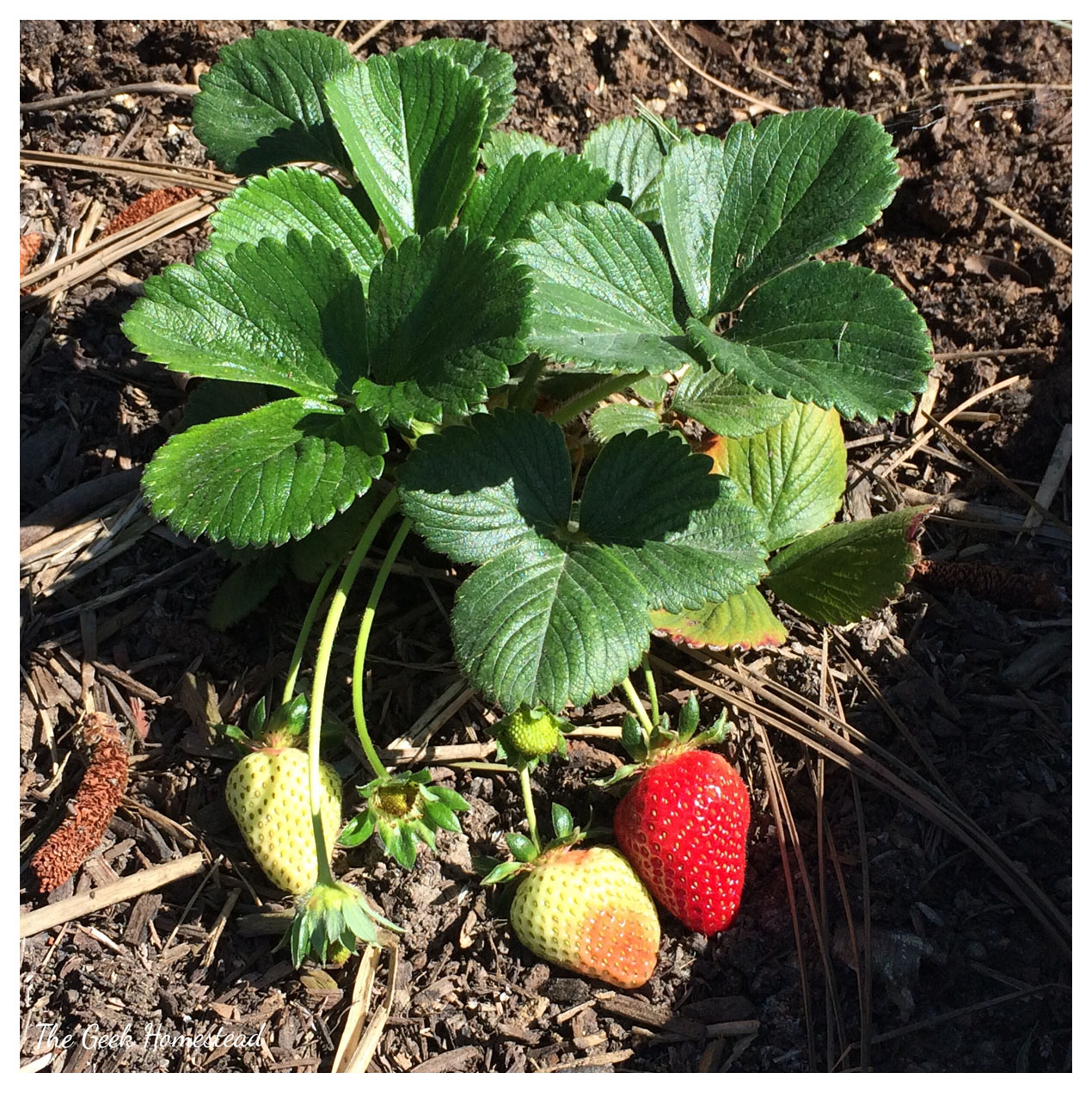 Read more about the article Wednesday in the Garden: 04/19/2017