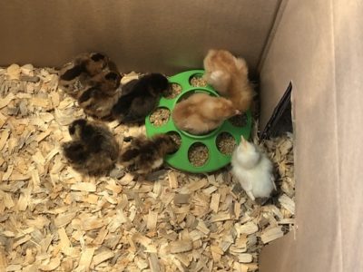 Read more about the article New Additions to the Geek Homestead