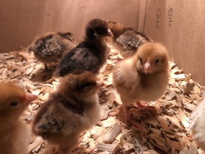 Read more about the article This Week on the Homestead. 02/16/20 – 02/22/20