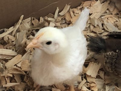 Read more about the article This Week on the Homestead. 02/23/20 – 02/29/20