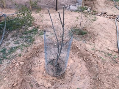 Read more about the article Trico’s Tree Program