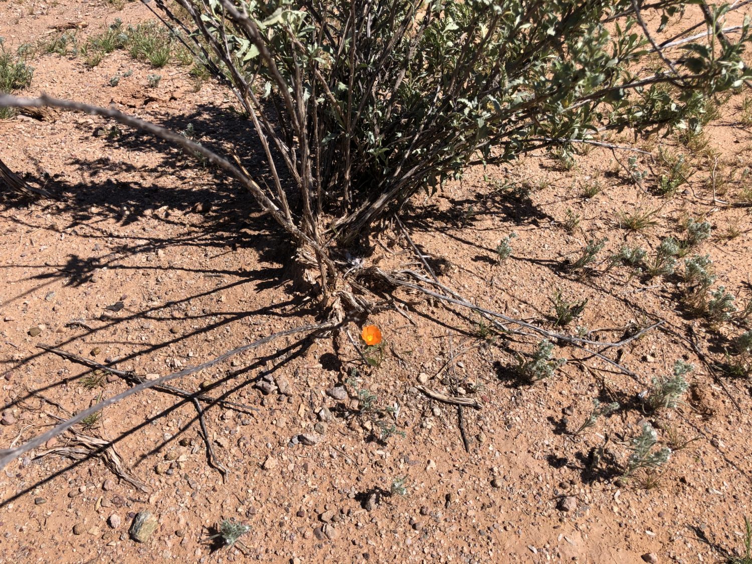 tiny orange wildflower 2