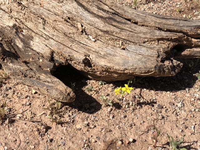 yellow flower near wood chunk 3