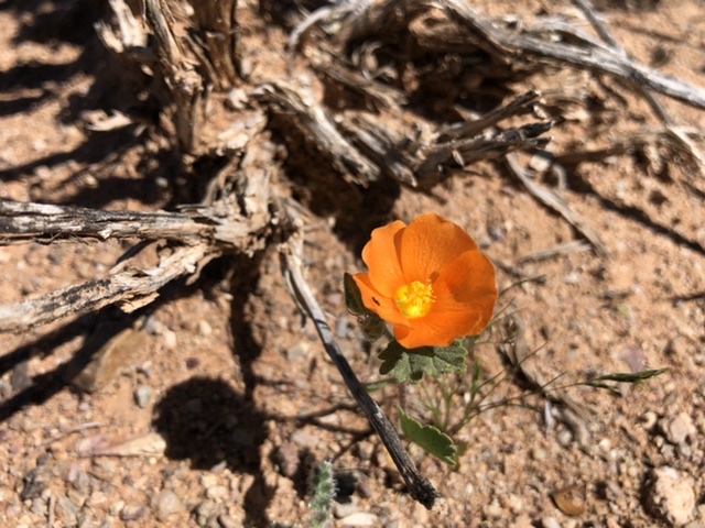 Orange Wildflower