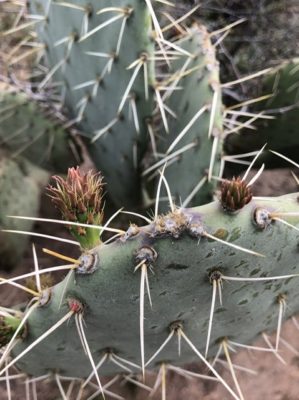 Read more about the article This Week On the Homestead: 3/22/20 – 3/29/20