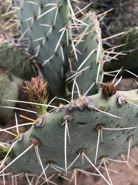 Read more about the article This Week On the Homestead: 3/22/20 – 3/29/20