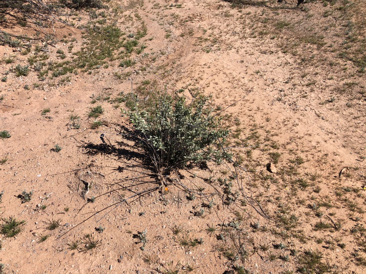 tiny orange wildflower 3