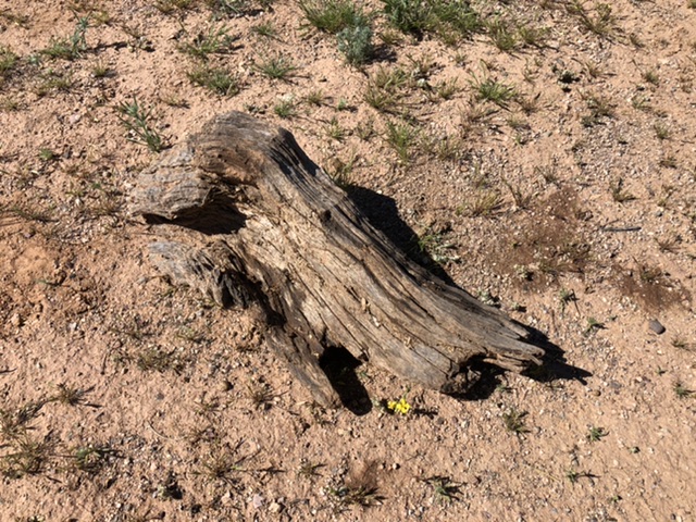 yellow flower near wood chunk 2