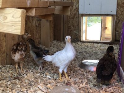 Read more about the article This Week on the Homestead. 03/08/20 – 03/14/20