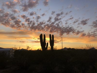 Read more about the article This Week on the Homestead: 03/01/20 – 03/07/20