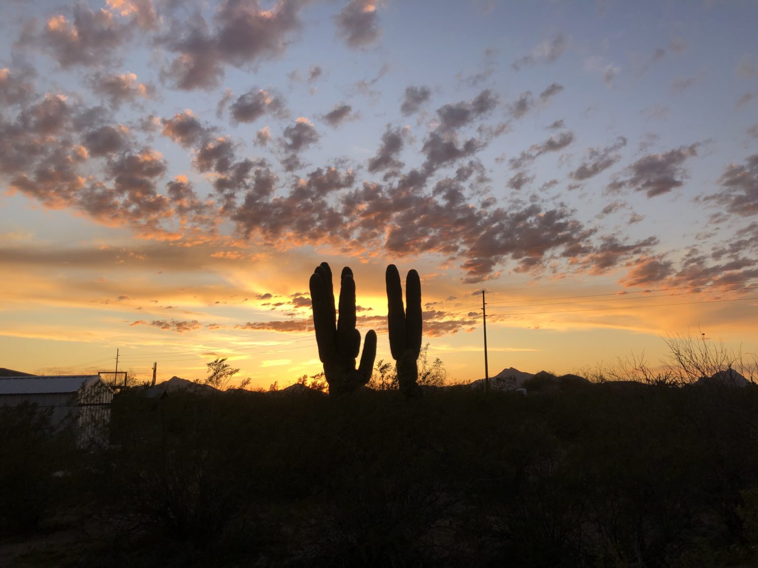 Read more about the article This Week on the Homestead: 03/01/20 – 03/07/20