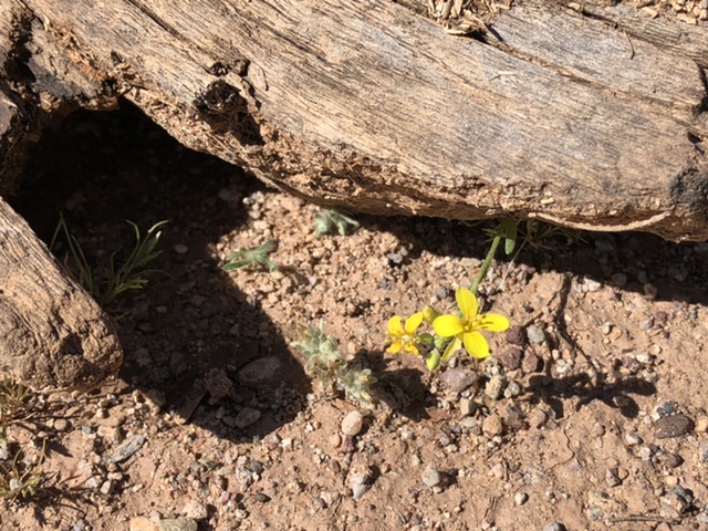 yellow flower near wood chunk