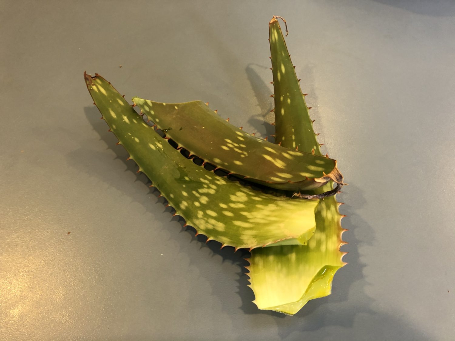Aloe plant