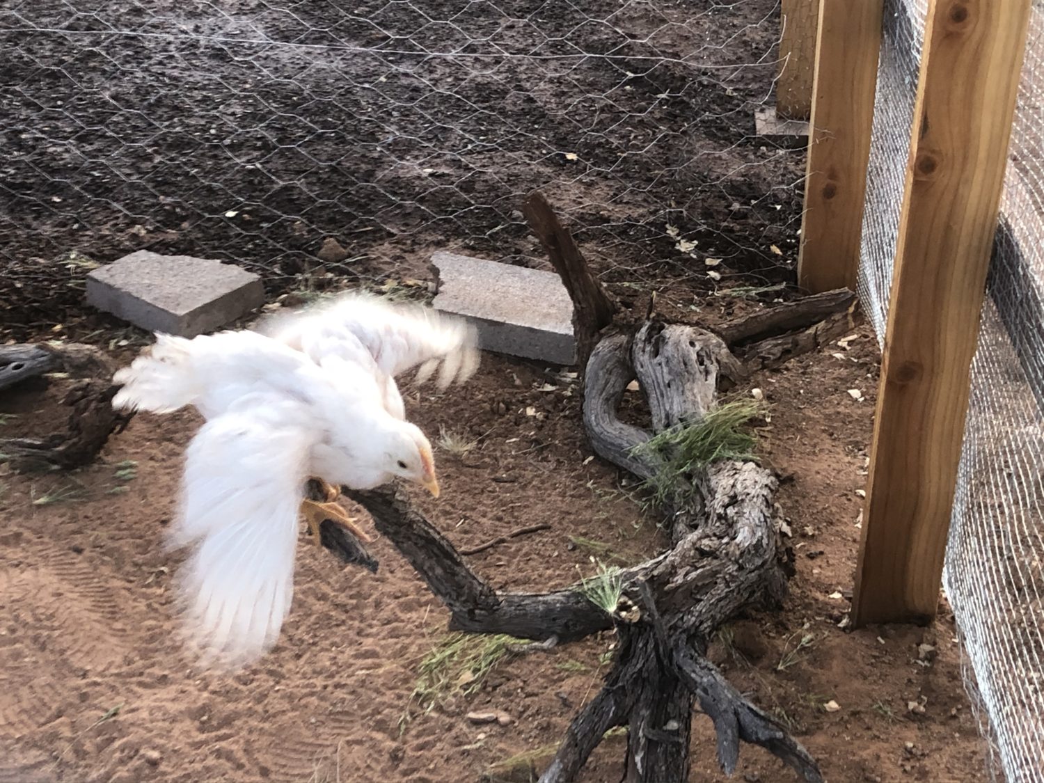 Read more about the article This Week on the Homestead. 03/15/20 – 03/21/20