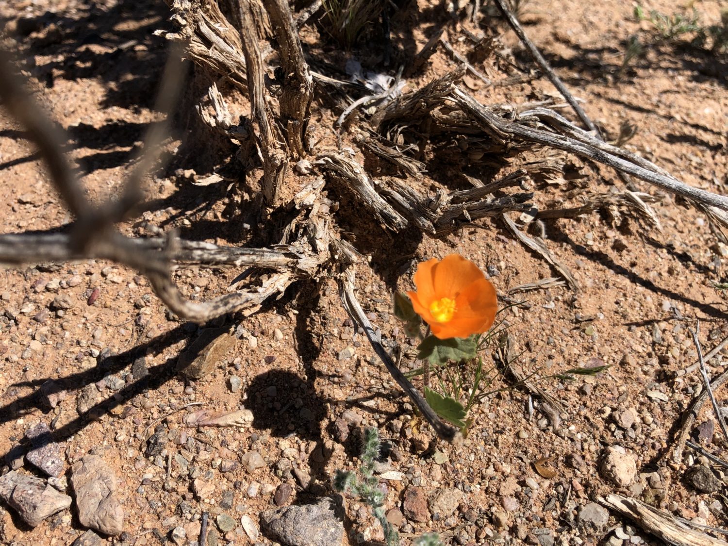 tiny orange wildflower