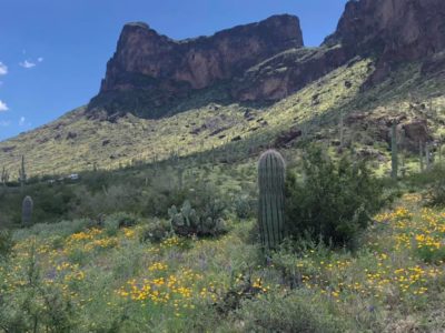 Read more about the article Wildflowers at Picacho Peak State Park