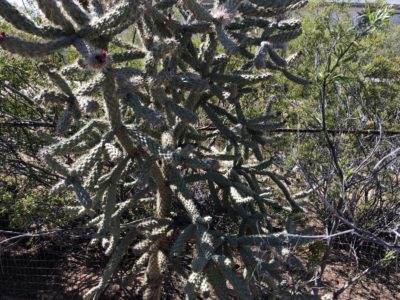 dove nest in cholla