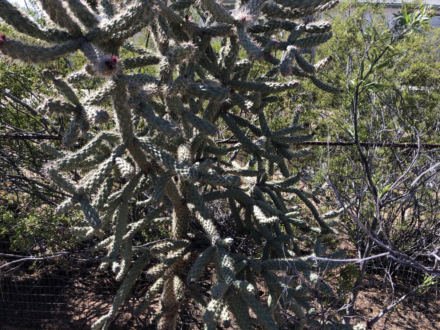 dove nest in cholla