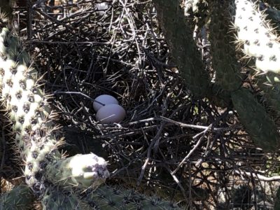 dove nest in cholla