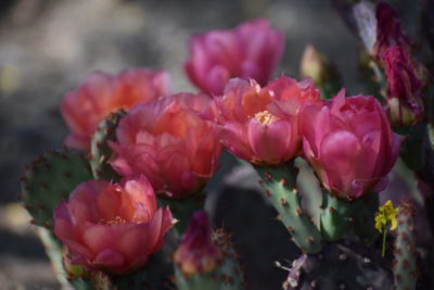 Read more about the article This Week on the Homestead 4/19/2020 – 4/25/2020