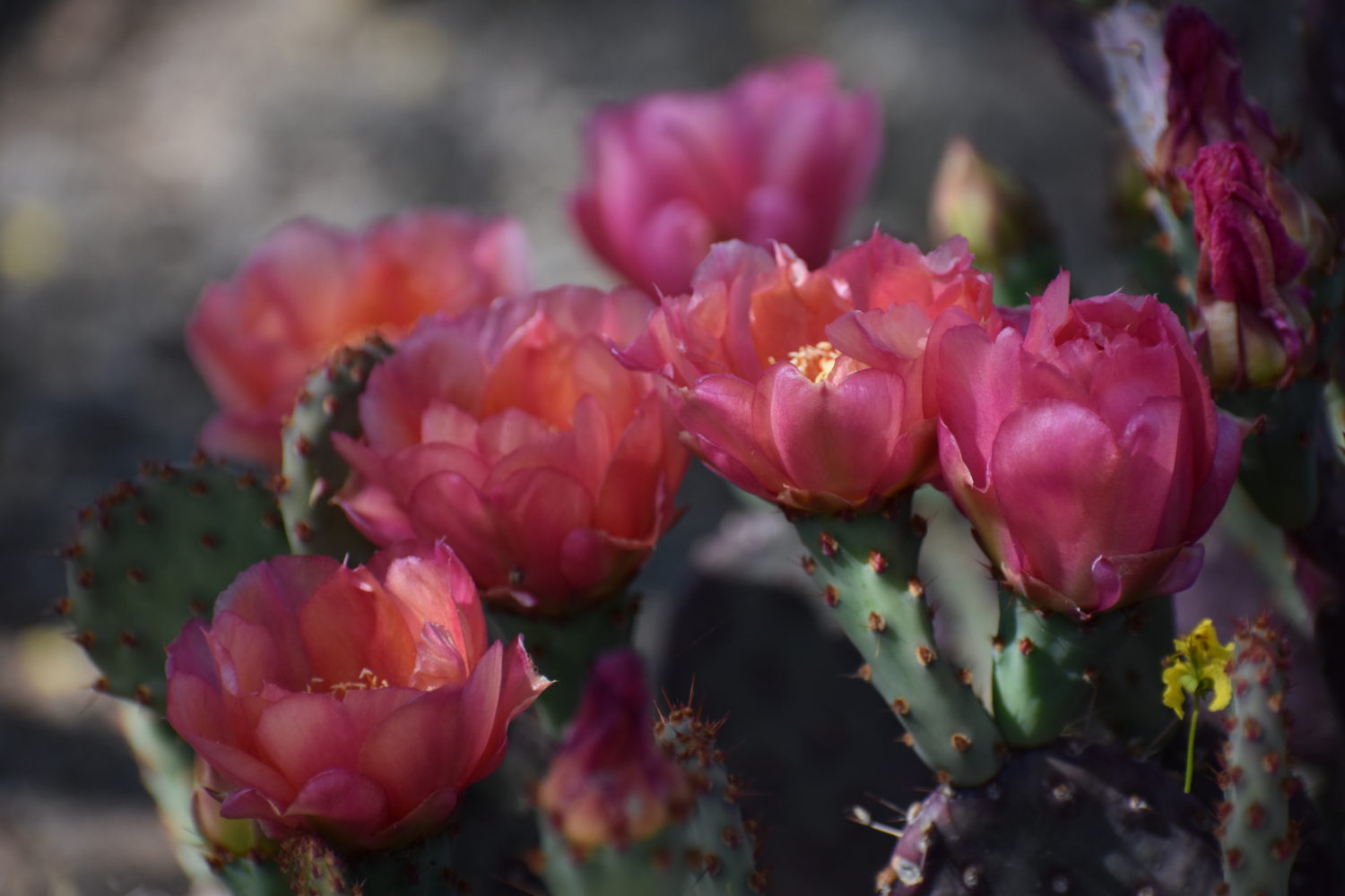 Read more about the article This Week on the Homestead 4/19/2020 – 4/25/2020