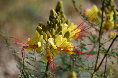 Read more about the article This Week on the Homestead. 04/12/20 – 04/18/20