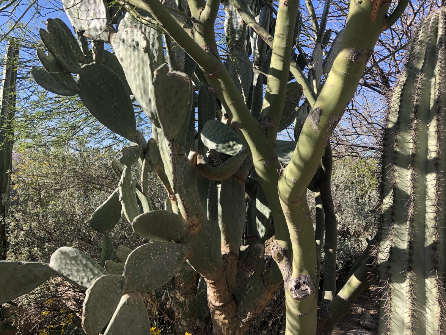 dove in cactus