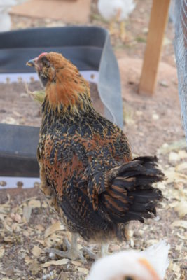 Read more about the article Is Smoky the Easter Egger a Hen or a Rooster?