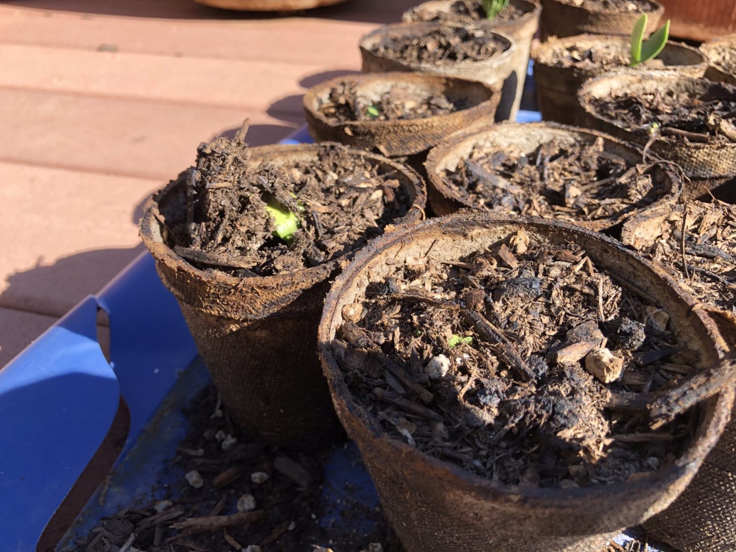 squash seedlings