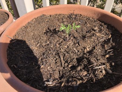 tomatoe seedling