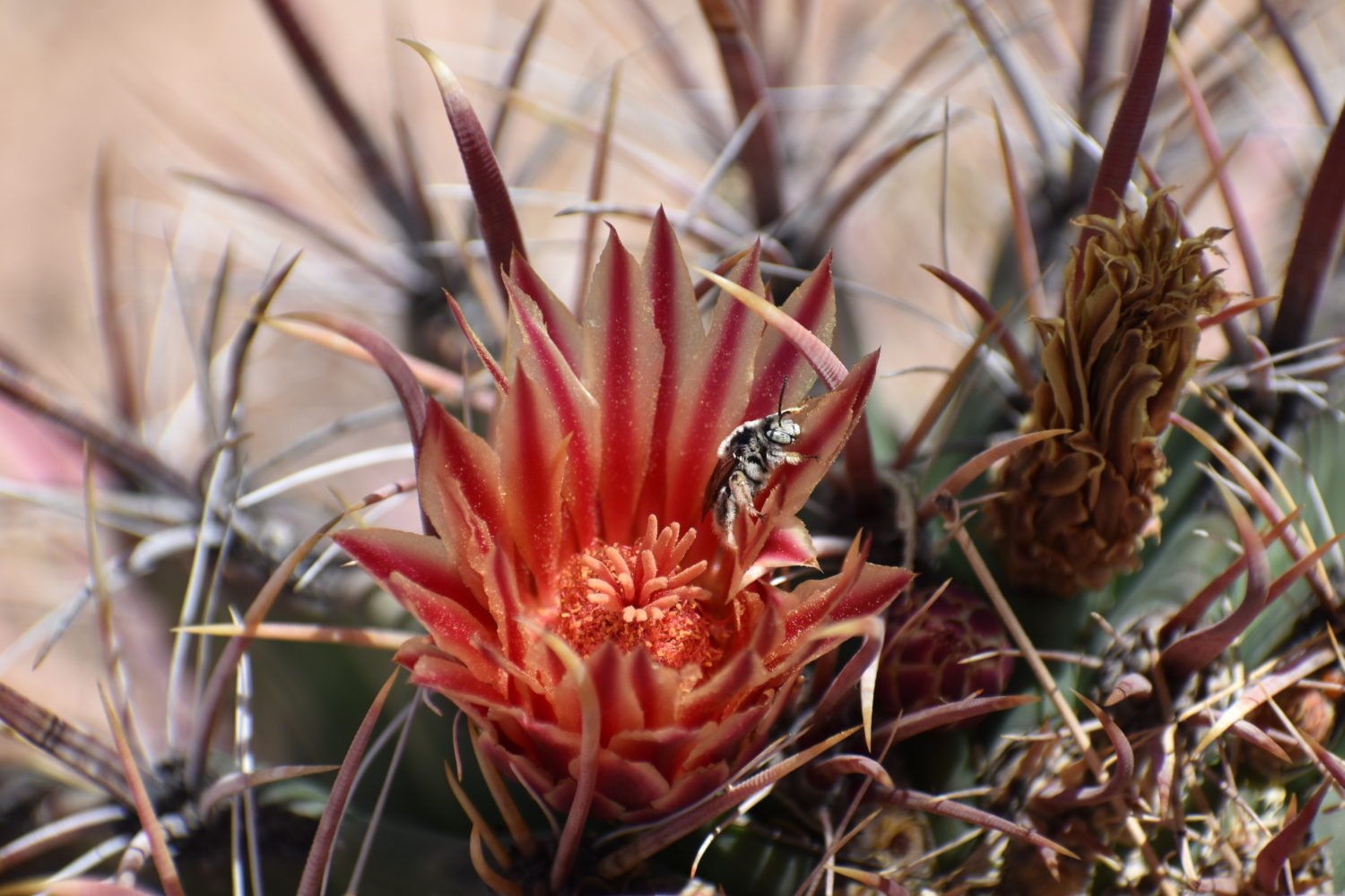 Read more about the article This Week on the Homestead 5/17/2020 – 5/23/2020