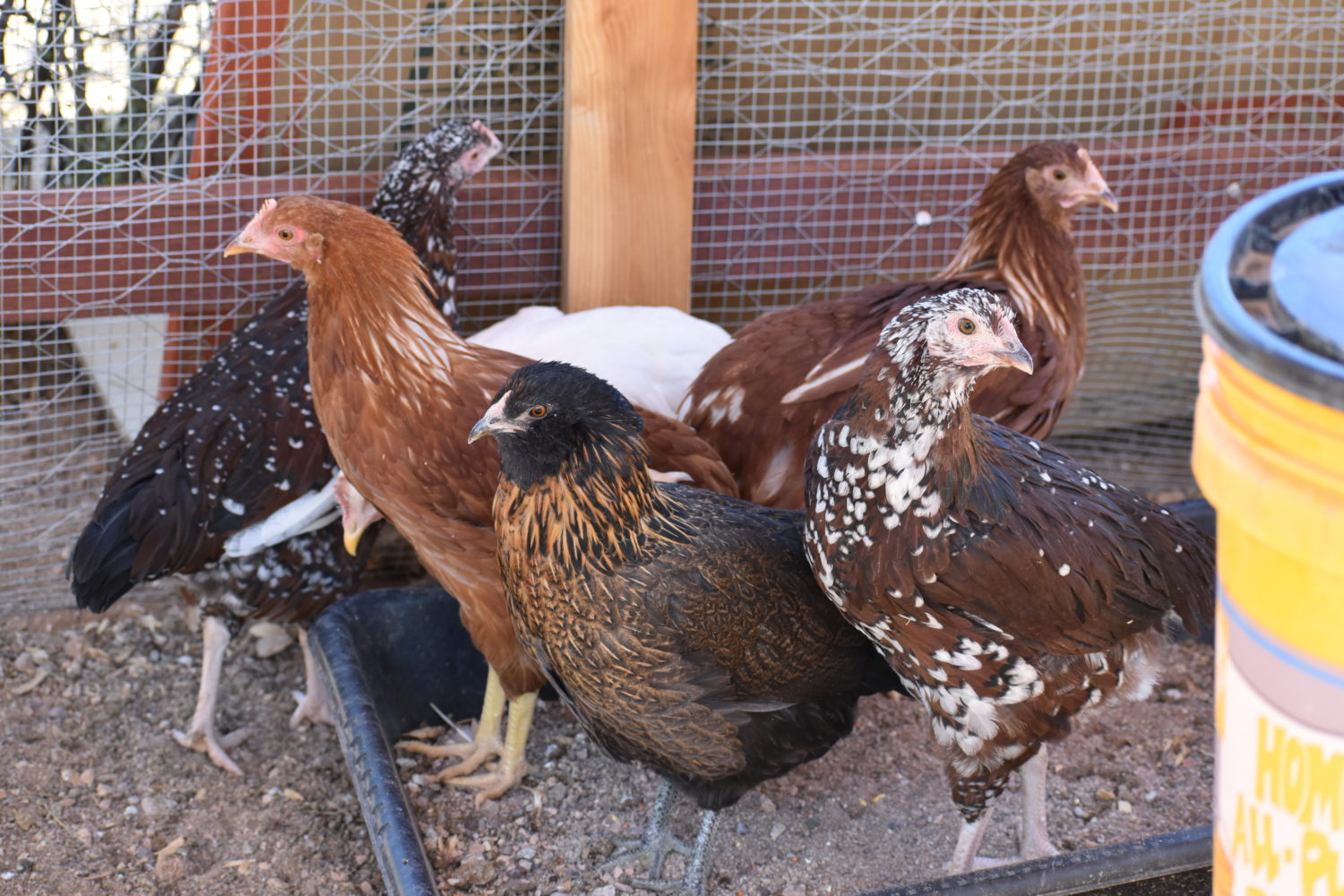 13 week old Speckled Sussex, Gold Sex Links, Easter Egger, and California White
