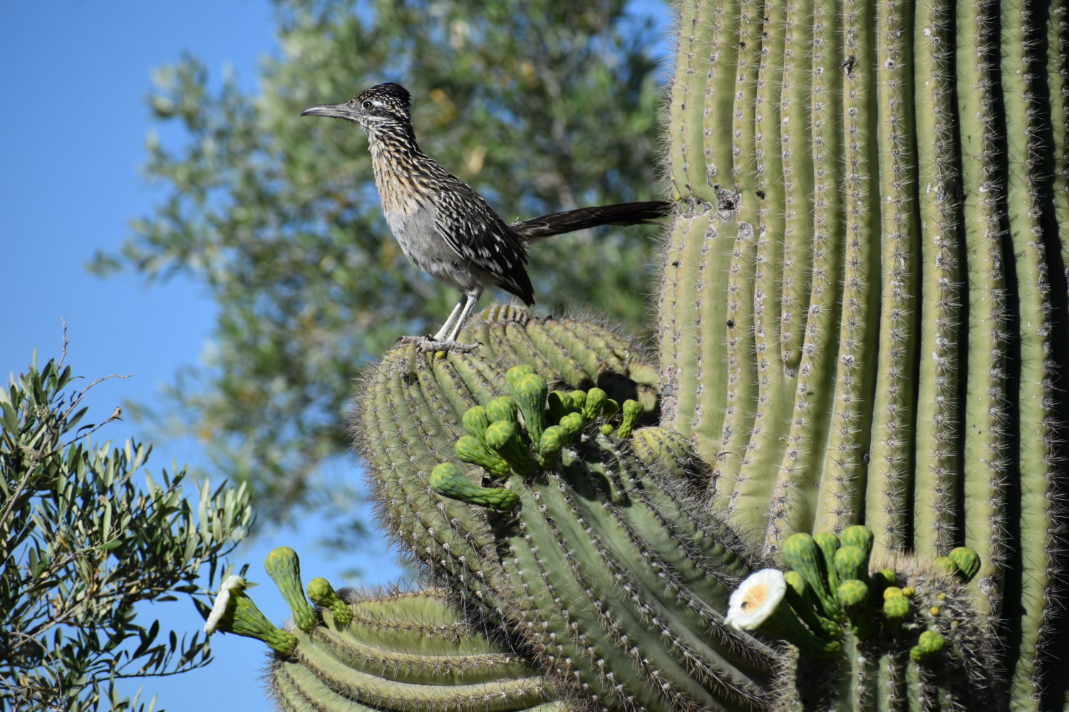 Read more about the article This Week on the Homestead 4/26/2020 – 5/2/2020